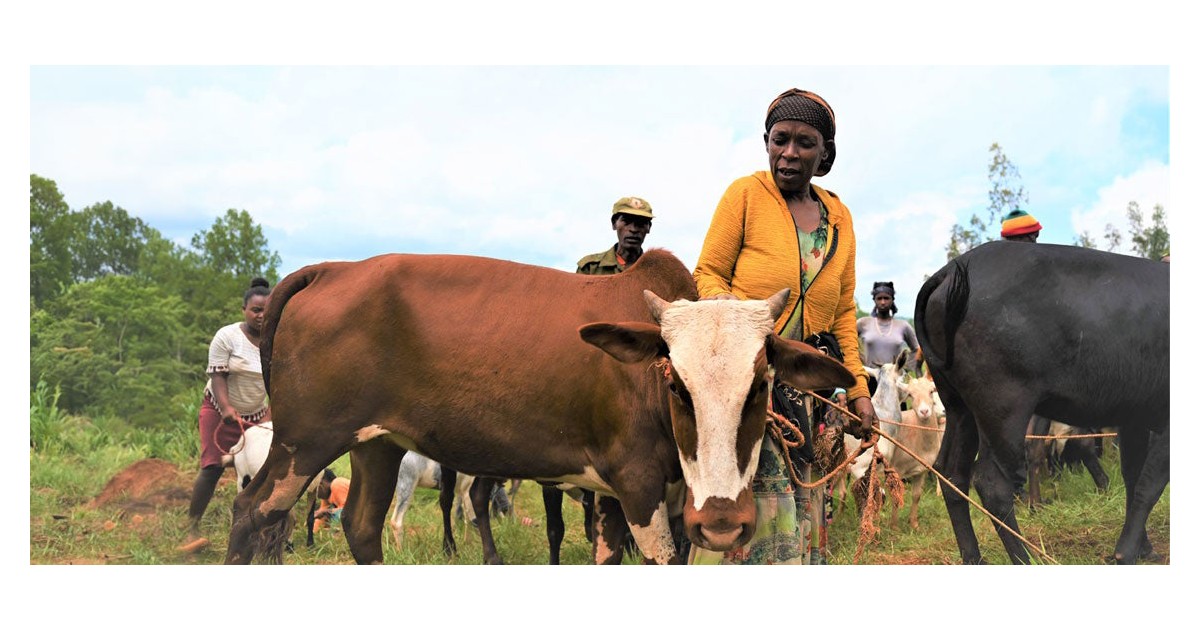 በእንስሳት እርባታ ኢንቨስትመንት (livestock Investment)