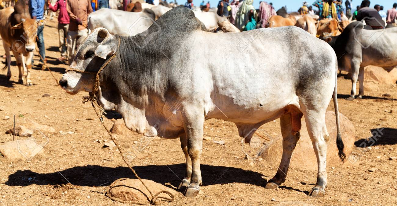 በእንስሳት እርባታ ኢንቨስትመንት (livestock Investment)