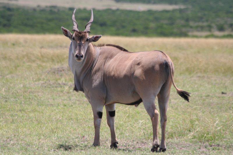 የኦሞ ብሔራዊ ፓርክ